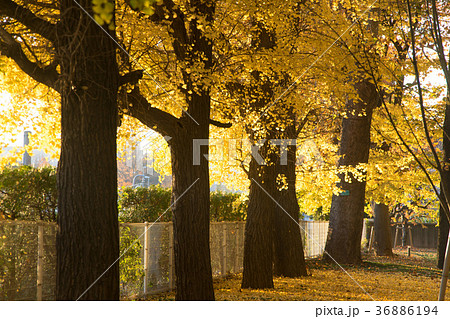 慶應病院の銀杏並木 慶應病院の銀杏並木 36886194