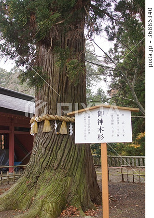 鹽竈神社 36886340