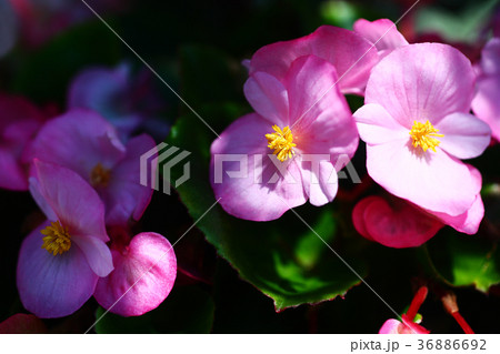 ベゴニア ピンク色の花の写真素材 36886692 Pixta