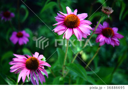 バレンギク 紅色の花の写真素材 バレンギク 紅色の花の写真素材