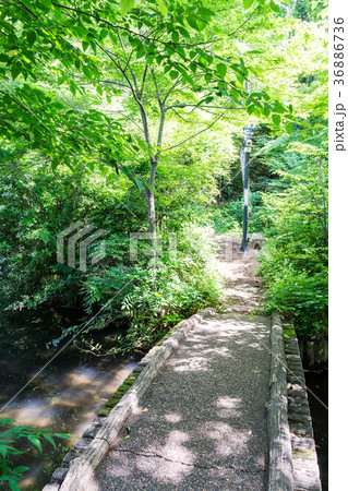 実篤公園　橋　つつじヶ丘　仙川　東京都　調布市 36886736