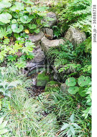 実篤公園　清水　つつじヶ丘　仙川　東京都　調布市 36886738