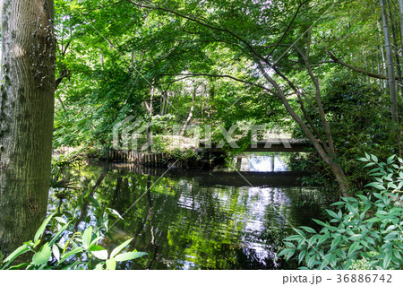 実篤公園　水面　つつじヶ丘　仙川　東京都　調布市 36886742