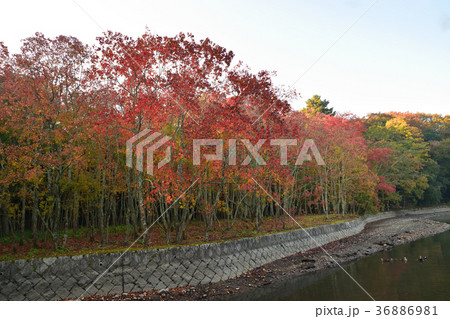 奈良公園　荒池園地　紅葉 36886981