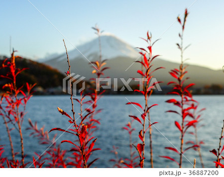 red grass on the Fuji Mountain background  36887200