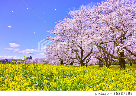 満開の桜と菜の花と桜吹雪の写真素材