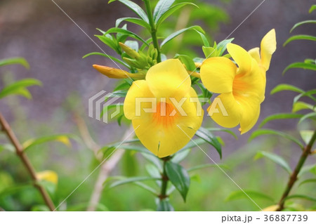 Allamanda cathartica Yellow flower Allamanda cathartica Yellow flower 36887739