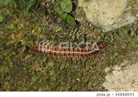 生き物 ヤスデ ヤンバルトサカヤスデ、三センチほど。台湾から沖縄に侵入し分布を広げています。要注意 生き物 ヤスデ ヤンバルトサカヤスデ、三センチほど。台湾から沖縄に侵入し分布を広げています。要注意 36888045