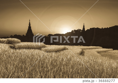 Rice fields in Chiangmai Thailand. Rice fields in Chiangmai Thailand. 36888277
