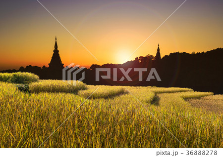 Rice fields in Chiangmai Thailand. Rice fields in Chiangmai Thailand. 36888278