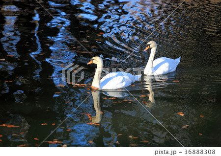 白鳥　つがい　ペア 36888308