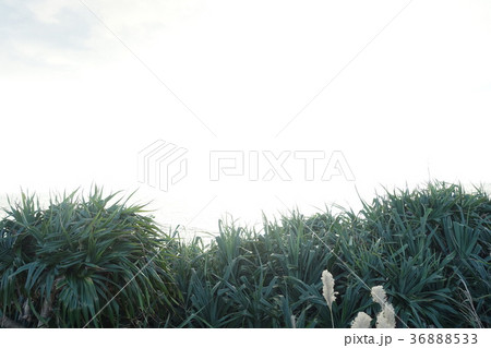 西崎(いりざき)、与那国島 西崎(いりざき)、与那国島 36888533