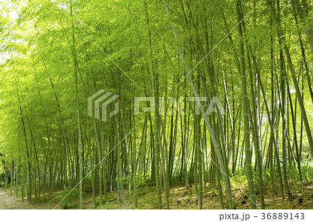 竹林 竹林 36889143