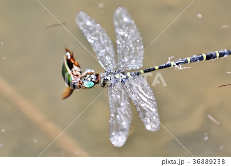 トンボを捕食したゲンゴロウ トンボを捕食したゲンゴロウ 36889238