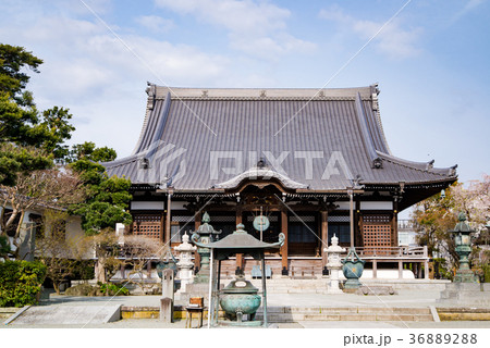 鎌倉本覚寺 桜 36889288