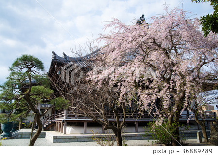 鎌倉本覚寺 桜 鎌倉本覚寺 桜 36889289
