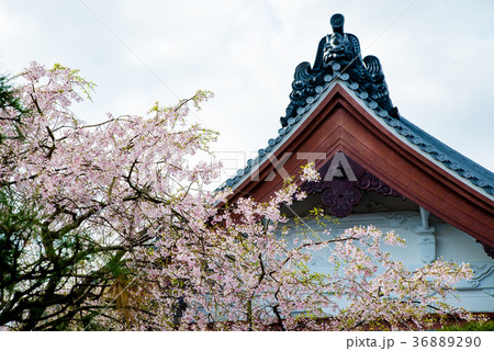 鎌倉本覚寺 桜 鎌倉本覚寺 桜 36889290