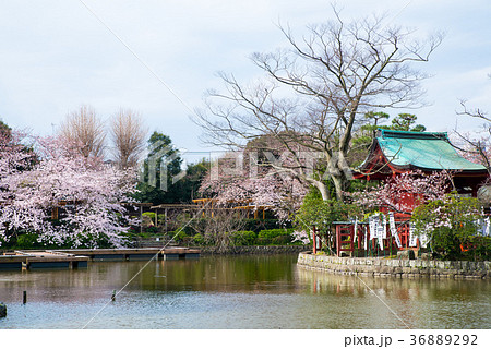 鎌倉鶴岡八幡宮 源平池と桜の写真素材 3692