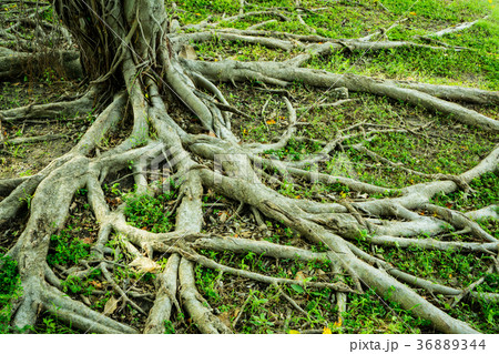 Prop root of banyan tree and green grass  36889344