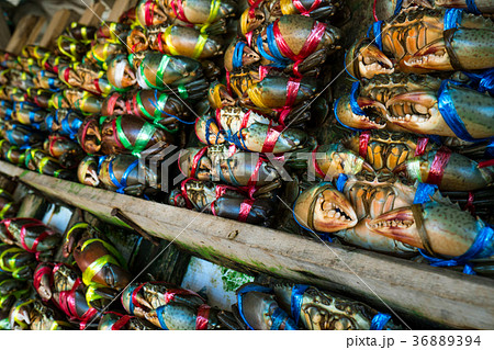 Scylla serrata. Fresh crabs are tied with rope 36889394