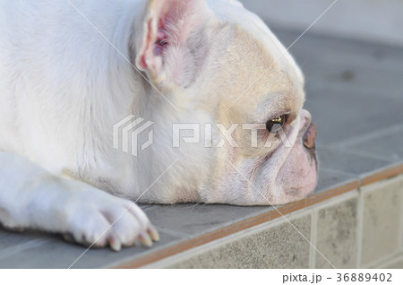 absent-minded dog or  French bulldog 36889402