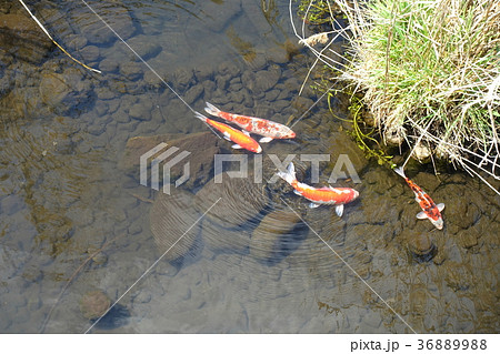 鯉 コイ こい 魚 水辺 外来種 錦鯉 清流の写真素材 3689