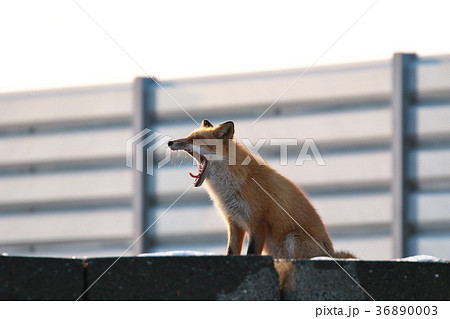 キタキツネ キタキツネ 36890003