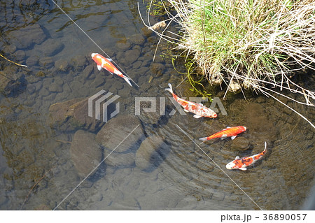 鯉 コイ こい 魚 水辺 外来種 錦鯉 清流の写真素材