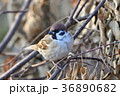 餌を探すスズメ 36890682