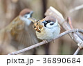 スズメたち 36890684