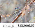 スズメ 36890685