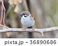 身近な鳥スズメ 36890686