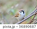 スズメ 36890687