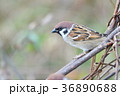 スズメ 36890688