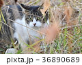野良猫が狙ってる 36890689