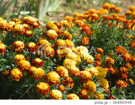 マリーゴールド 36890948