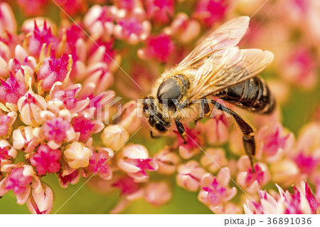 bee on flower of livelong 36891036