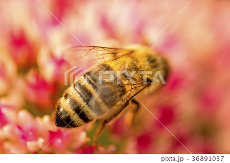 bee on flower of livelong 36891037