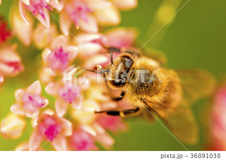 bee on flower of livelong 36891038