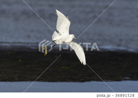 コサギ飛翔 36891528
