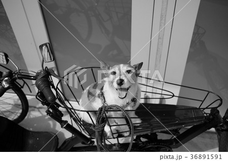 自転車の上の犬 36891591