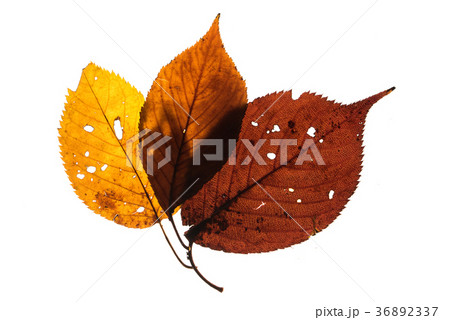 広葉樹の枯葉の透過光撮影 36892337