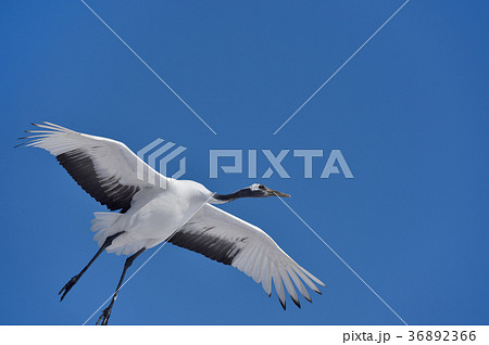 頭上を飛ぶ丹頂鶴(北海道・鶴居) 頭上を飛ぶ丹頂鶴(北海道・鶴居) 36892366