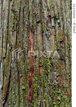 Huge tree at forest in summer time 36892554