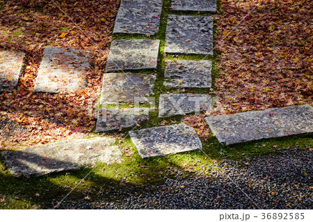 Autumn leaves on a pavement or walkway Autumn leaves on a pavement or walkway 36892585