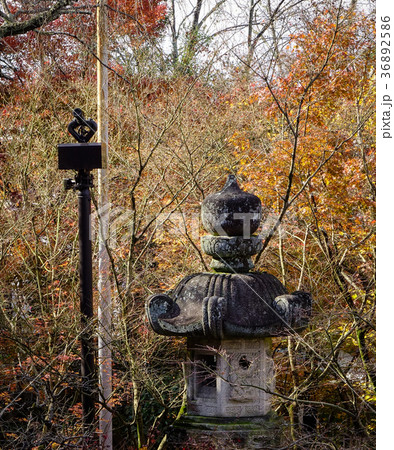 Old lantern at autumn garden in Japan Old lantern at autumn garden in Japan 36892586