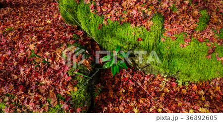 Autumn scenery in Kyoto, Japan 36892605