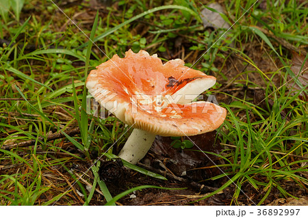 ベニテングタケ 紅天狗茸 Amanita muscaria ベニテングタケ 紅天狗茸 Amanita muscaria 36892997