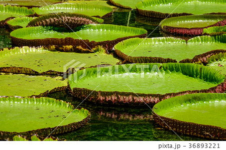 Giant water lilies (Victoria Amazonica) 36893221