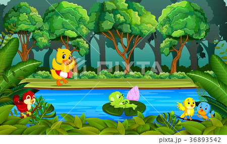 Duck swimming in the river Duck swimming in the river 36893542